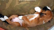 Tanyati B Litter