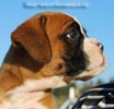 Tanyati B Litter