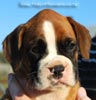 Tanyati B Litter