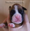 Tanyati B Litter