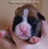 Tanyati B Litter