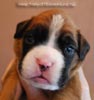 Tanyati B Litter