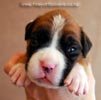 Tanyati B Litter