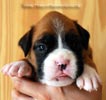 Tanyati B Litter
