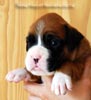 Tanyati B Litter