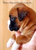 Tanyati B Litter
