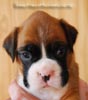 Tanyati B Litter