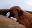 Tanyati B Litter