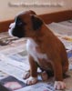 Tanyati B Litter