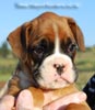 Tanyati B Litter