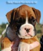 Tanyati B Litter