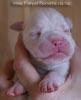 Tanyati B Litter