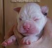 Tanyati B Litter