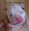 Tanyati B Litter