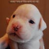 Tanyati B Litter