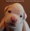 Tanyati B Litter