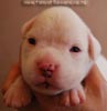 Tanyati B Litter