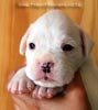 Tanyati B Litter