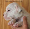 Tanyati B Litter