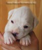 Tanyati B Litter