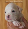 Tanyati B Litter