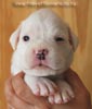 Tanyati B Litter