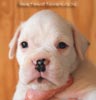 Tanyati B Litter