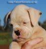 Tanyati B Litter