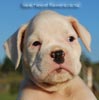 Tanyati B Litter