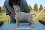 Tanyati B Litter