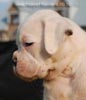 Tanyati B Litter
