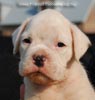 Tanyati B Litter