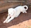 Tanyati B Litter
