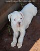 Tanyati B Litter