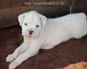 Tanyati B Litter