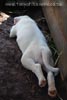 Tanyati B Litter
