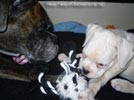 Tanyati B Litter