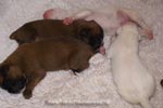 Tanyati B Litter