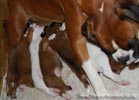 Tanyati B Litter