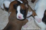 Tanyati B Litter