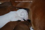 Tanyati B Litter