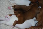 Tanyati B Litter