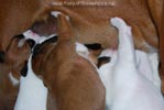Tanyati B Litter