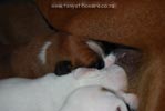 Tanyati B Litter