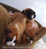 Tanyati B Litter