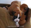 Tanyati B Litter