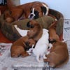 Tanyati B Litter