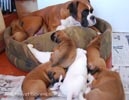 Tanyati B Litter