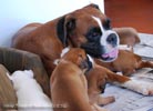 Tanyati B Litter