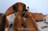 Tanyati B Litter